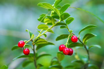 Obraz premium Vaccinium vitis-idaea or lingonberry in the forest. Ripe and fresh Lingonberry Fireballs berry