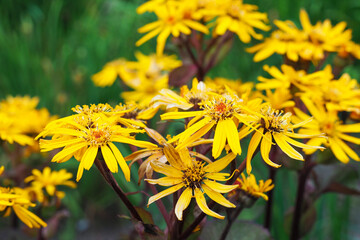 Yellow flowers of Ligularia dentata in autumn garden
