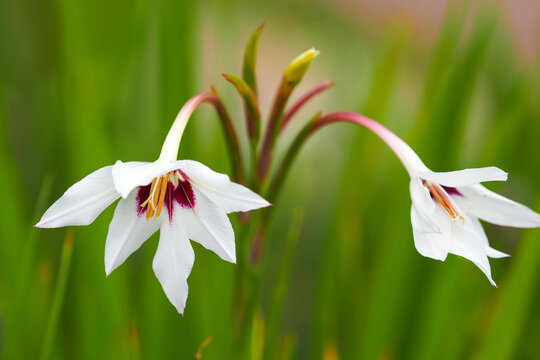 White with purple flowers of acidanthera or fragrant gladiolus in green garden