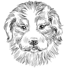 Hand drawn line art illustration of dog portrait isolated on white.