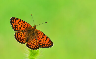 Melitaea arduinna 868