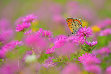  Lycaena thersamon 883