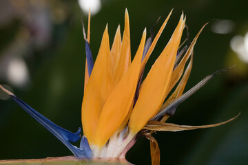Orange Bird of Paradise blooming