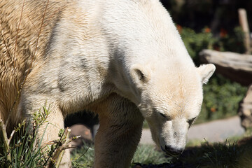 Polar Bear in the sunshine