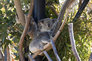 Koala Bear asleep in a tree