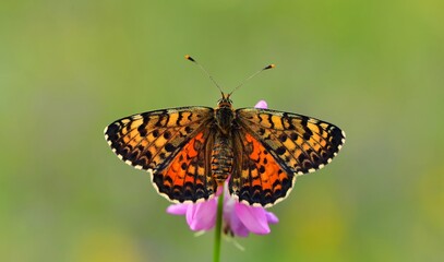 Melitaea interrupta 832