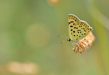Lycaena tityrus 918