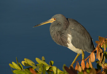 Tri colored heron