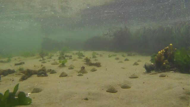 Tide pool