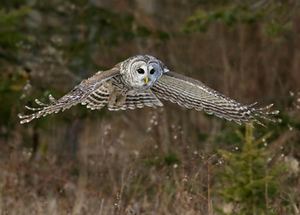 owl in flight