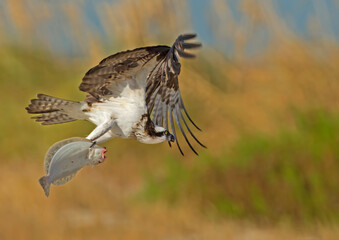 osprey in flight