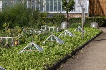 a collection of old victorian Antique white cloche in vegetable garden
