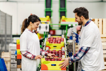 Two fruit factory worker measuring crates on scales.