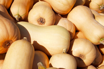 many oblong beige pumpkins Butternut Squash on a sunny day