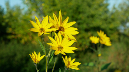 Blossom yellow Jerusalem artichoke plant Helianthus tuberosus topinambur sunroot sunchoke earth...