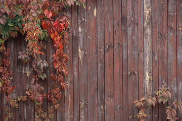 autumn leaves on wood  fence background