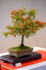 Bonsai tree in the flowerpot on bonsai stand a natural background