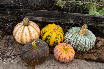 group of decorative textured hybrid pumpkins in natural autumn colors on ground along rustic wood rail fence - 536631638
