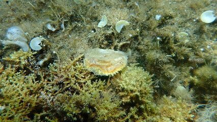 Seashell of saddle oyster or European jingle shell, European saddle oyster (Anomia ephippium) undersea, Aegean Sea, Greece, Halkidiki