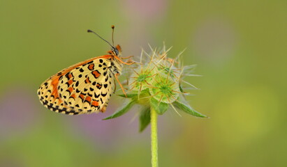 Melitaea syriaca 887