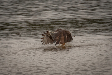 Osprey fishes in the marsh