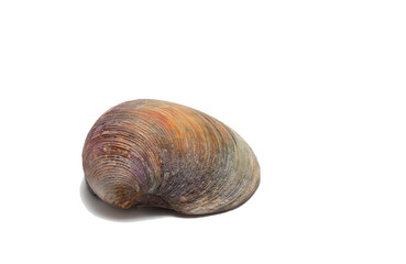 Sea shell on white background