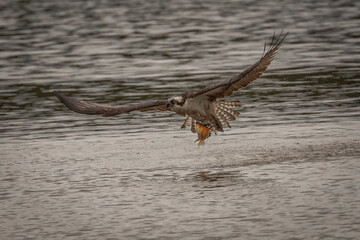 Osprey fishes in the marsh