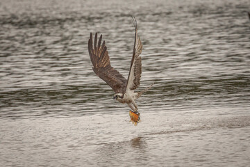 Osprey fishes in the marsh