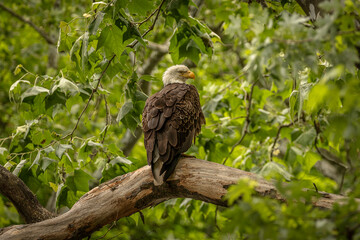 Bald Eagle perched on a tree branch