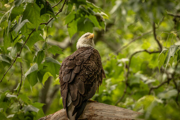 Bald Eagle perched on a tree branch
