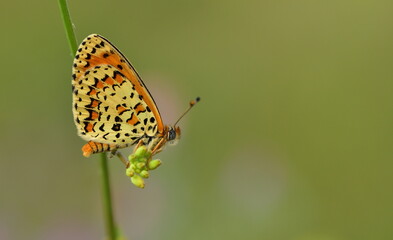 Melitaea syriaca 903