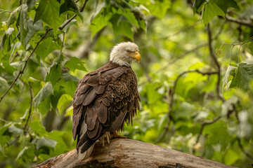 Obraz premium Bald Eagle perched on a tree branch