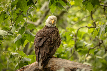 Bald Eagle perched on a tree branch