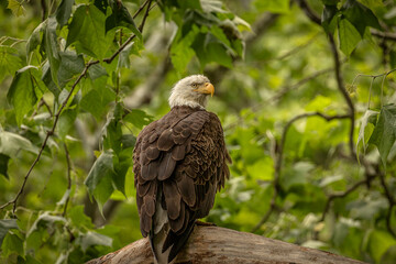 Bald Eagle perched on a tree branch