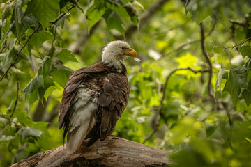 Bald Eagle perched on a tree branch
