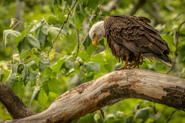 Bald Eagle perched on a tree branch