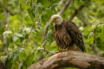 Bald Eagle perched on a tree branch