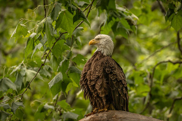 Bald Eagle perched on a tree branch