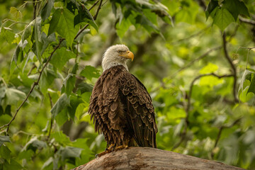 Bald Eagle perched on a tree branch