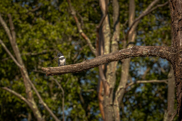 Belted Kingfisher perched on a tree branch