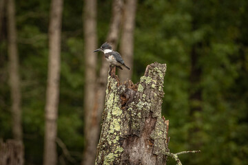 Belted Kingfisher perched on a tree stump