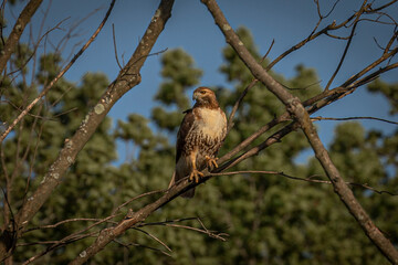Red-tailed Hawk perched on a dead tree branch