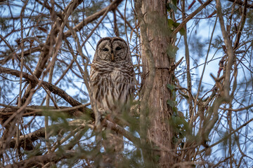 Bared Owl hiding among the tree branches