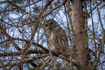 Bared Owl hiding among the tree branches