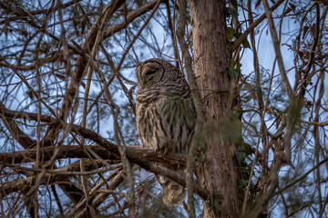 Bared Owl hiding among the tree branches