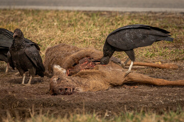 Black Vulture eating a dead deer