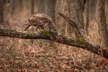 Red-tailed Hawk perched on a dead tree branch