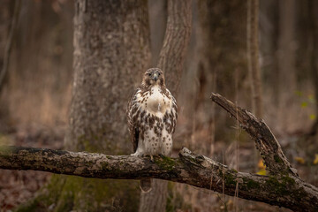 Red-tailed Hawk perched on a dead tree branch