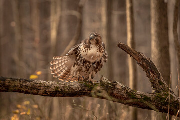 Red-tailed Hawk perched on a dead tree branch