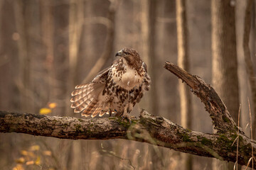 Red-tailed Hawk perched on a dead tree branch